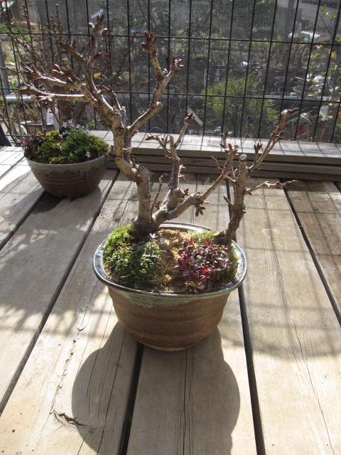 2026ǯ4��˳��֤Τ��ˤ��������ߺϤΥץ쥼��Ȥ˥������ߺ��ߺϺ����ߺϤǤ��ָ�