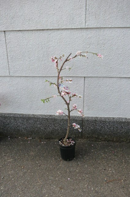 2026年4月開花 咲き分けしだれ桃 源平しだれ桃 花桃桃の花苗木源平しだれ桃苗木　...