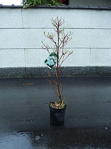 ヤマボウシ苗シンボルツリー白ヤマボウシ