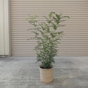 シマトネリコ シマトネリコ鉢植え　観葉植物　　人気のある鉢植えです