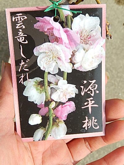 楽天市場 再入荷21年2月 雲竜しだれ桃 桃花 4月頃開花苗 雲竜 ハナモモ 源平桃 ゲンペイモモ 源平枝垂れ桃咲き分け枝垂れ桃 雲竜源平しだれ桃苗 桃 雲竜枝垂れ源平桃 花桃 21年2月より発送 園芸百貨店何でも揃うこぼんさい 楽天市場 再入荷21年2月 雲竜しだれ桃 桃花 4月頃開花苗 雲竜 ハナモモ 源平桃 ゲンペイモモ 源平枝垂れ桃咲き分け枝垂れ桃 雲竜源平しだれ桃苗 桃 雲竜枝垂れ源平桃 花桃 21年2月より発送 園芸百貨店何でも揃うこぼんさい