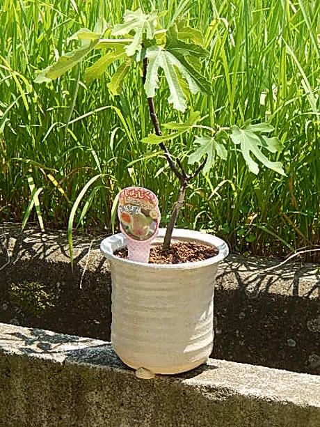 いちじく鉢植え【果樹】【イチジク】 ロングドゥートバナーネ イチジク