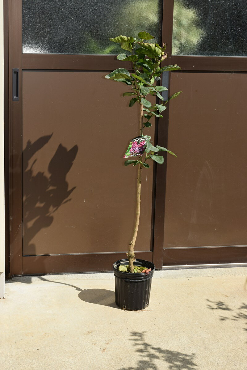 ライラック鉢植え　2021年花芽有庭木 落葉樹 シンボルツリー 花色紫淡紫桃色の八重咲き芳香の強いライラック苗木　センセーションライラック