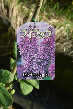 ライラック鉢植え　2021年花芽有庭木 落葉樹 シンボルツリー 花色紫淡紫桃色の八重咲き芳香の強いライラック苗木　センセーションライラック