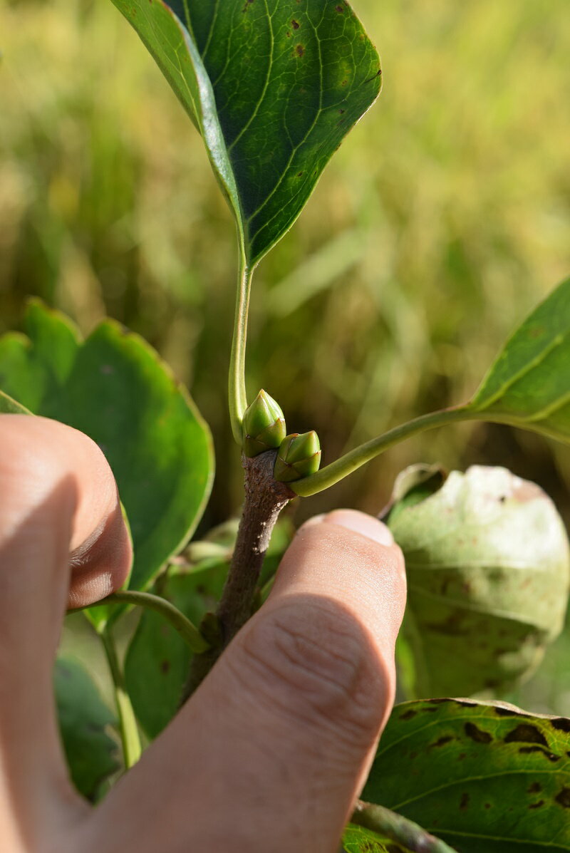 ライラック鉢植え　2021年花芽有庭木 落葉樹 シンボルツリー 花色紫淡紫桃色の八重咲き芳香の強いライラック苗木　センセーションライラック