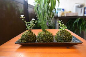 苔玉盆栽セットコケ玉セット