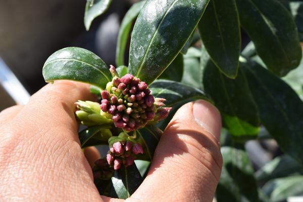 ��2026ǯ3���4����֡������ֹȲ֡��ֲ֥�����祦���⤵50������֤ι�꤬���������꤬���ޤ��������ι�塡������