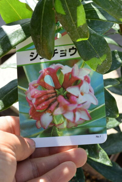 楽天市場 3月 4月に開花沈丁花紅花ジンチョウゲ花の香りがいいかおりがします 自然の香水 沈丁花 園芸百貨店何でも揃うこぼんさい 楽天市場 3月 4月に開花沈丁花紅花ジンチョウゲ花の香りがいいかおりがします 自然の香水 沈丁花 園芸百貨店何でも揃うこぼんさい