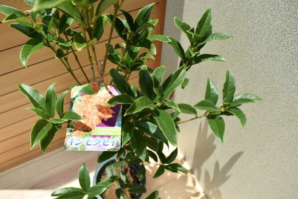 きんもくせいは 花 観葉植物 秋の香りで 盆栽 天然の香りの 秘めた力で 簡単に ダイエット出来るかも しれない 方法 大苗 キンモク性 150センチ前後 21年の秋はおすすめのキンモクセイ開花苗 金木犀2 園芸百貨店何でも揃うこぼんさい きんもくせいは 花 観葉植物 秋の香りで 盆栽 天然の香りの 秘めた力で 簡単に ダイエット出来るかも しれない 方法 大苗 キンモク性 150センチ前後 21年の秋はおすすめのキンモクセイ開花苗 金木犀2 園芸百貨店何でも揃うこぼんさい