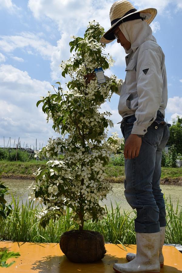 2024年花芽あり記念の植樹に立派なヤマボウシ苗シンボルツリー ホンコンエンシス月光苗常緑ヤマボウシ月光大きい苗　　大苗のホンコンエンシス