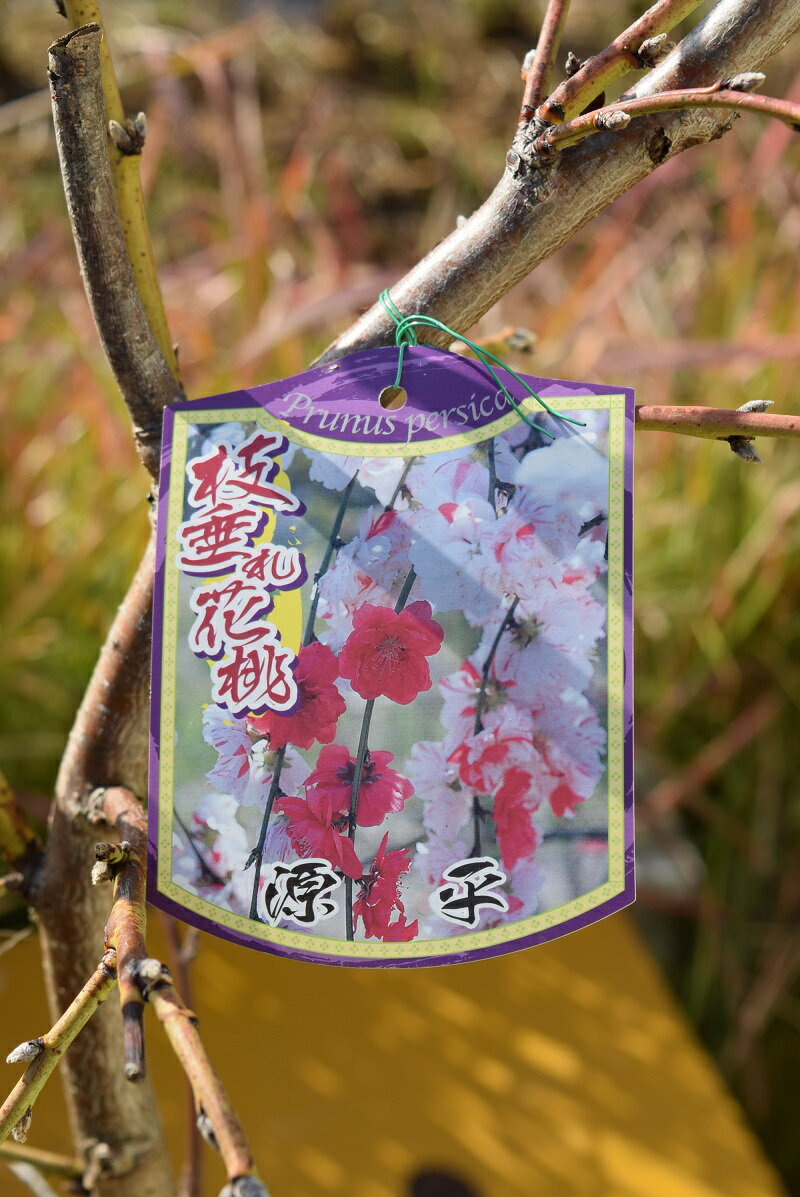 枝垂れ桃桃の木 しだれ桃 白地に紅絞りの美しく 大輪の八重咲き花桃です 予約販売 本 枝垂れの樹形も風情があり 庭園樹 盆栽や鉢植えに人気の品種です 記念樹苗 源平桃 ハナモモ おすすめ苗22年４月開花苗です 枝垂れ桃花桃庭木苗 花桃花紅白しだれ桃源平しだれ桃苗