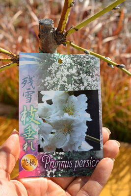 ハナモモ 植物図鑑 ハナモモ 植物図鑑