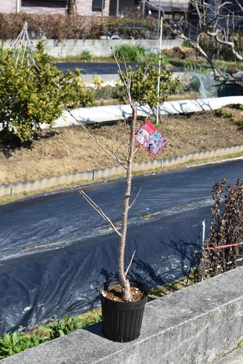 楽天市場 記念の植樹に４月開花ソメイヨシノ桜 桜の代表 吉野桜 桜 苗木 さくら 染井吉野 ソメイヨシノ苗 シンボルツリーサクラ 苗 園芸百貨店何でも揃うこぼんさい