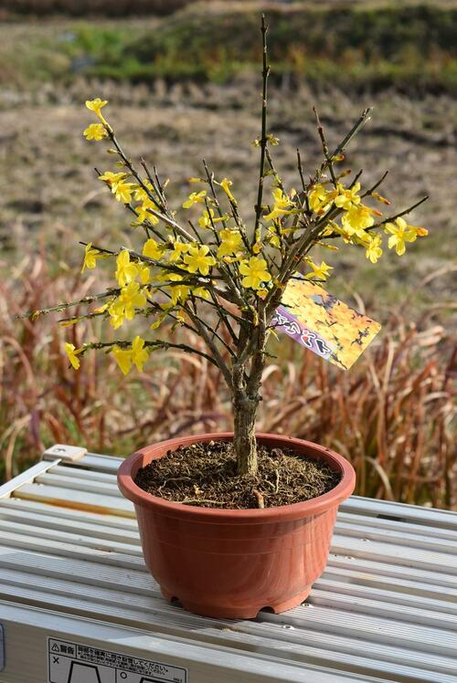 オウバイ黄梅　梅盆栽 黄色の小さいお花が　2024年3月頃に開花します