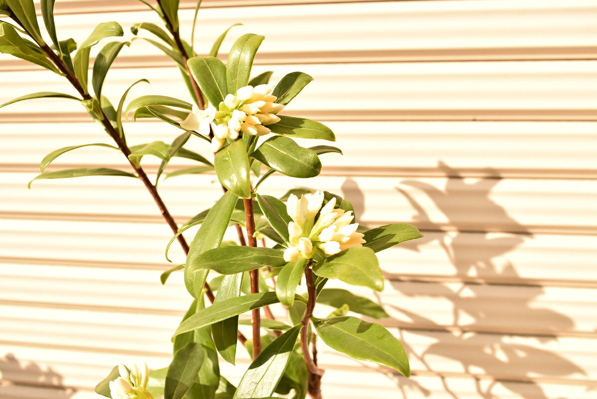 鉢植え用としても　地植え用としても【2026年4月開花】苗【沈丁花苗　白花】沈丁花...