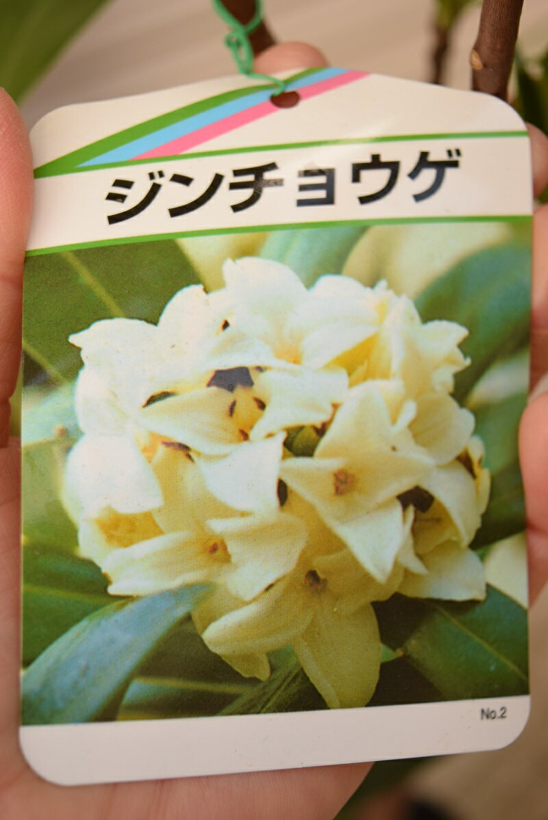 鉢植え用としても　地植え用としても【2026年4月開花】苗【沈丁花苗　白花】沈丁花...