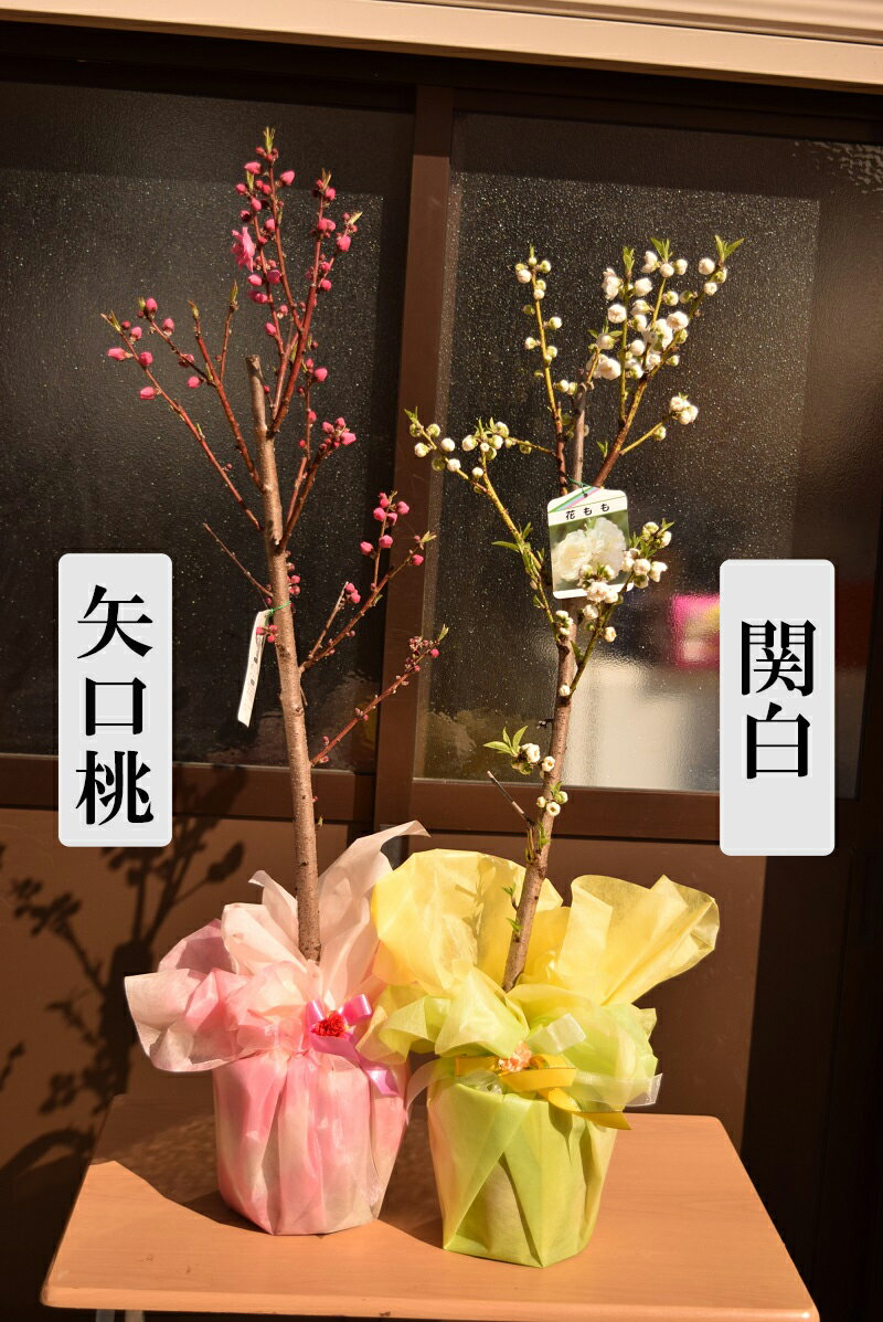 花桃2023年3月〜4月開花苗花もも シンボルツリー 記念樹 苗木 ひな祭り 濃いピンク 白 ハナモモ