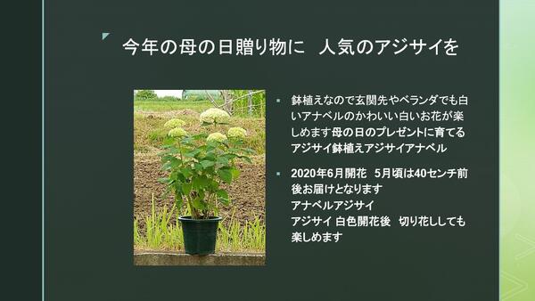 楽天市場 母の日ギフト21年6月開花の遅咲アジサイアジサイ鉢植えアジサイアナベル鉢植えアナベル 7月以降のお届けは開花が終了しており 剪定した状態でのお届けになります 園芸百貨店何でも揃うこぼんさい 楽天市場 母の日ギフト21年6月開花の遅咲アジサイアジサイ鉢植えアジサイアナベル鉢植えアナベル 7月以降のお届けは開花が終了しており 剪定した状態でのお届けになります 園芸百貨店何でも揃うこぼんさい