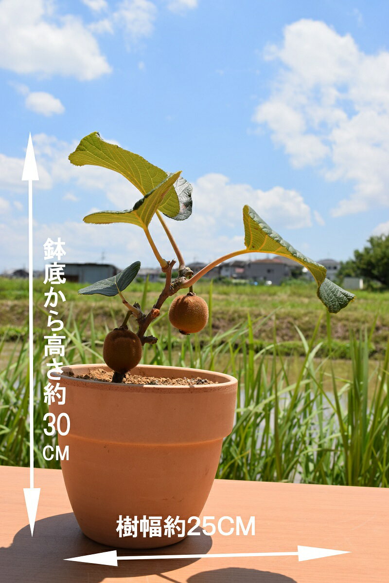 楽天市場】鉢 フルーツの通販