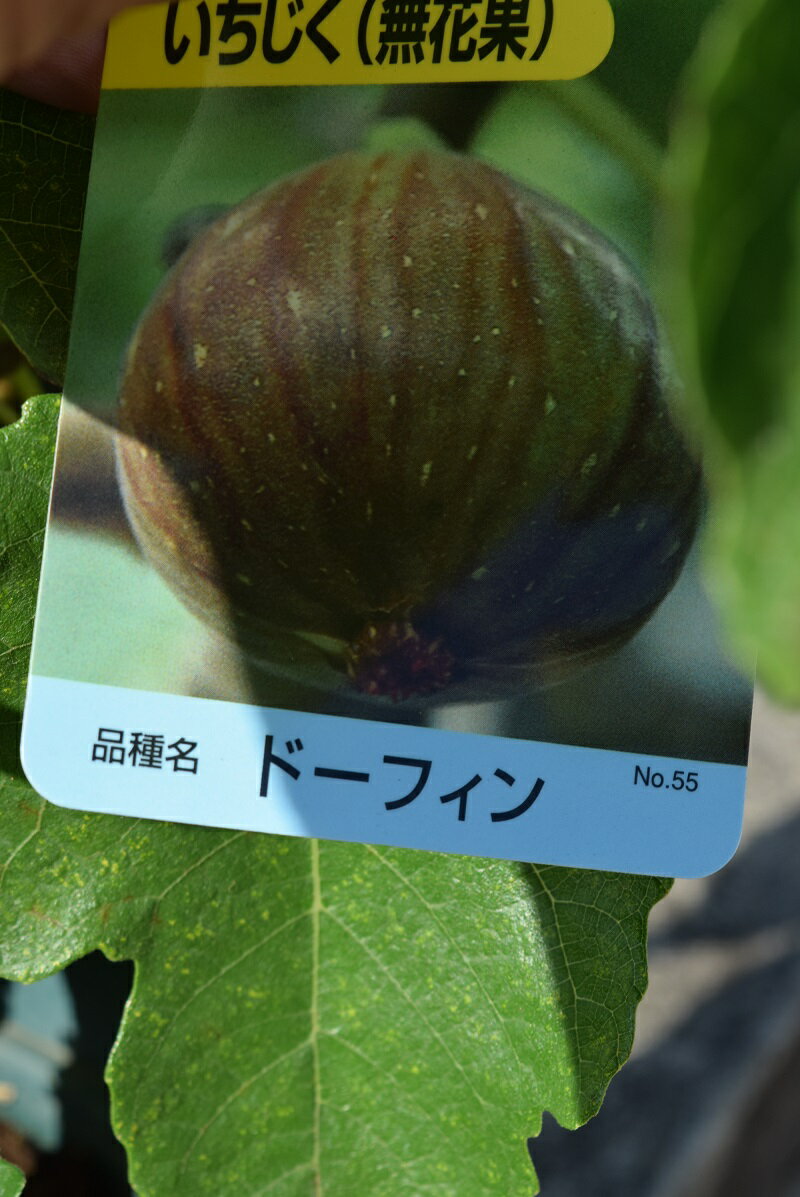 楽天市場 無花果5年物イチジクドーフィン無花果21年7月実付き 果樹 プラ鉢植えイチジク いちじく 園芸百貨店何でも揃うこぼんさい