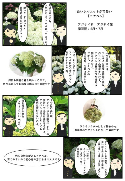 楽天市場 遅れてごめん21年5月の母の日の贈り物に21年6月開花開花予定の株のアナベル苗のお届けになります贈り物に白いアナベルアジサイ とても丈夫で強い品種ですアナベル苗あじさい大苗開花後切り花ししても楽しめます 園芸百貨店何でも揃うこぼんさい 楽天市場 遅れてごめん21年5月の母の日の贈り物に21年6月開花開花予定の株のアナベル苗のお届けになります贈り物に白いアナベルアジサイ とても丈夫で強い品種ですアナベル苗あじさい大苗開花後切り花ししても楽しめます 園芸百貨店何でも揃うこぼんさい