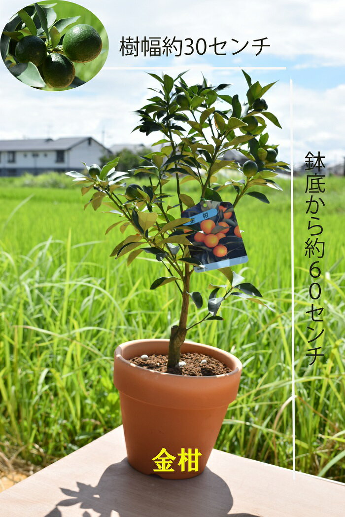 2024年2月迄のお届けは実付きです果樹鉢植え金柑鉢植えキンカン家庭で手頃に果樹栽培