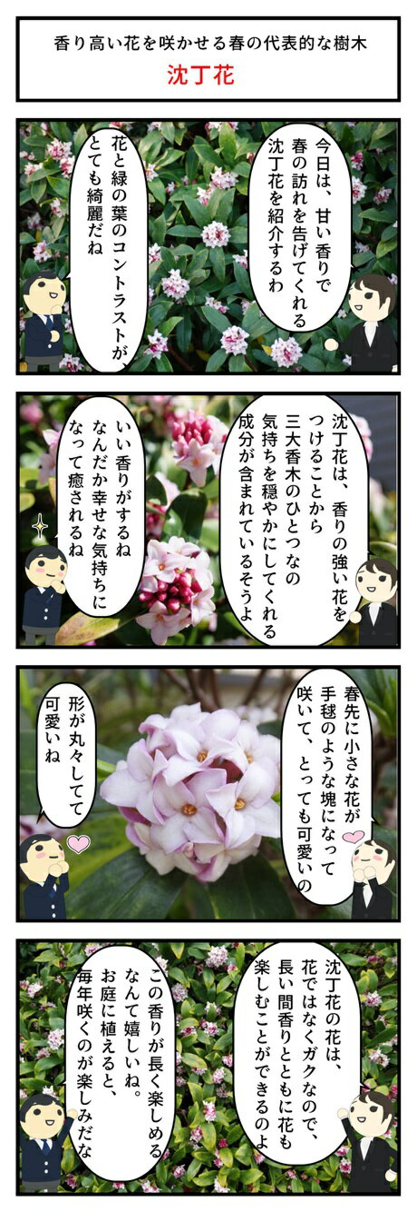 楽天市場 21年3月 4月に開花沈丁花紅白セット2本ジンチョウゲ白沈丁花花の香りがいいかおりがします 開花毎年三月 自然の香水 沈丁花苗木 園芸百貨店何でも揃うこぼんさい