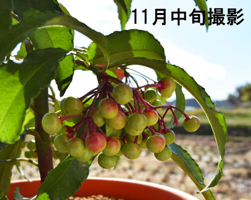 2026年は縁起物万両 大実万両苗高さ40センチ前後宝船万両苗　5号　2026年1月迄　実付きです