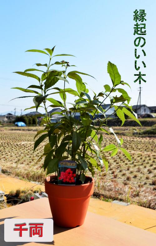 千両鉢植え縁起がいい木千両素焼き鉢 千両の鉢植え 鉢底から約50センチ前後