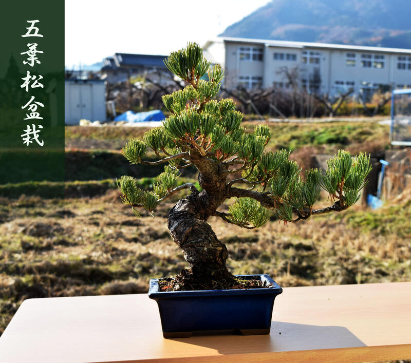 現品限り 五葉松盆栽 A1本格五葉松盆栽　2020年12月22日撮影