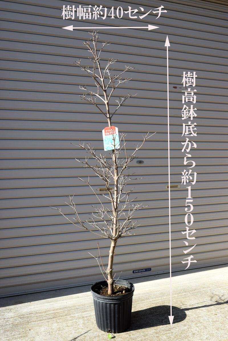 ヤマボウシ ウルフアイ苗班入り品種のヤマボウシ苗大苗サイズ　150センチ前後2021...