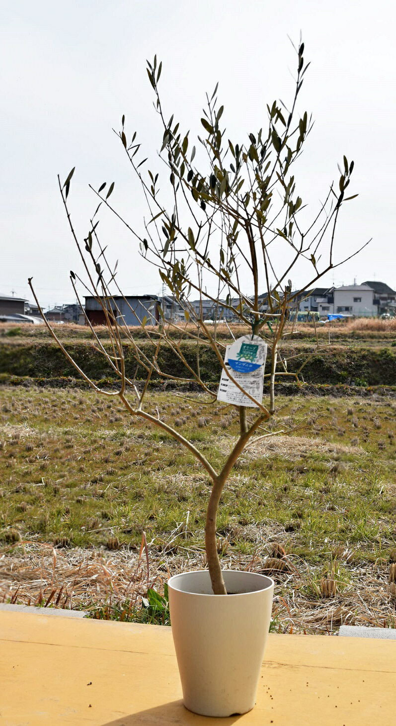 オリーブ 【観葉植物】オリーブマンザニロ 　大苗　2021年12月3日撮影