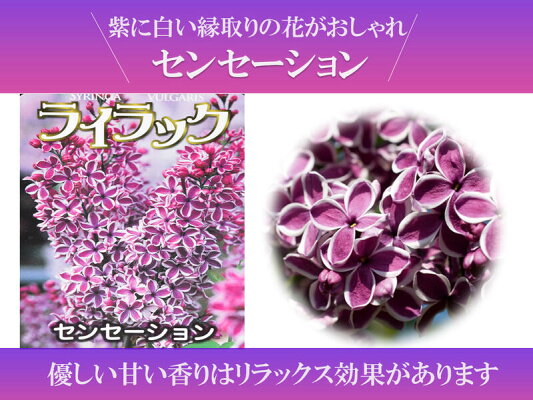 楽天市場 ライラック苗 21年花芽有庭木 落葉樹 シンボルツリー 花色淡紫桃色の八重咲き芳香の強いライラック苗木 センセーションライラック 園芸百貨店何でも揃うこぼんさい 楽天市場 ライラック苗 21年花芽有庭木 落葉樹 シンボルツリー 花色淡紫桃色の八重咲き芳香の強いライラック苗木 センセーションライラック 園芸百貨店何でも揃うこぼんさい