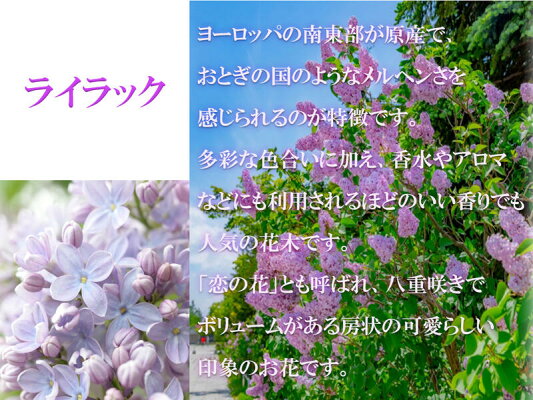 楽天市場 ライラック鉢植え 22年花芽有庭木 落葉樹 シンボルツリー 花色紫淡紫桃色の八重咲き芳香の強いライラック苗木 センセーションライラック 園芸百貨店何でも揃うこぼんさい 楽天市場 ライラック鉢植え 22年花芽有庭木 落葉樹 シンボルツリー 花色紫淡紫桃色の八重咲き芳香の強いライラック苗木 センセーションライラック 園芸百貨店何でも揃うこぼんさい