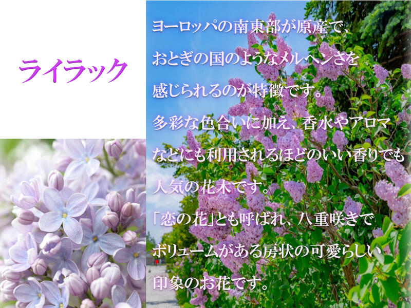 楽天市場 ライラック鉢植え 22年花芽有庭木 落葉樹 シンボルツリー 花色紫淡紫桃色の八重咲き芳香の強いライラック苗木 センセーションライラック 園芸百貨店何でも揃うこぼんさい