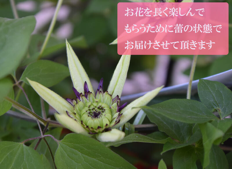 楽天市場 開花終了しております 剪定後の状態です21年 5号クレマチスクレマチスビエネッタ 21年 ギフト クレマチス ビエネッタ 6月のお届け 剪定しており お花はありません 園芸百貨店何でも揃うこぼんさい