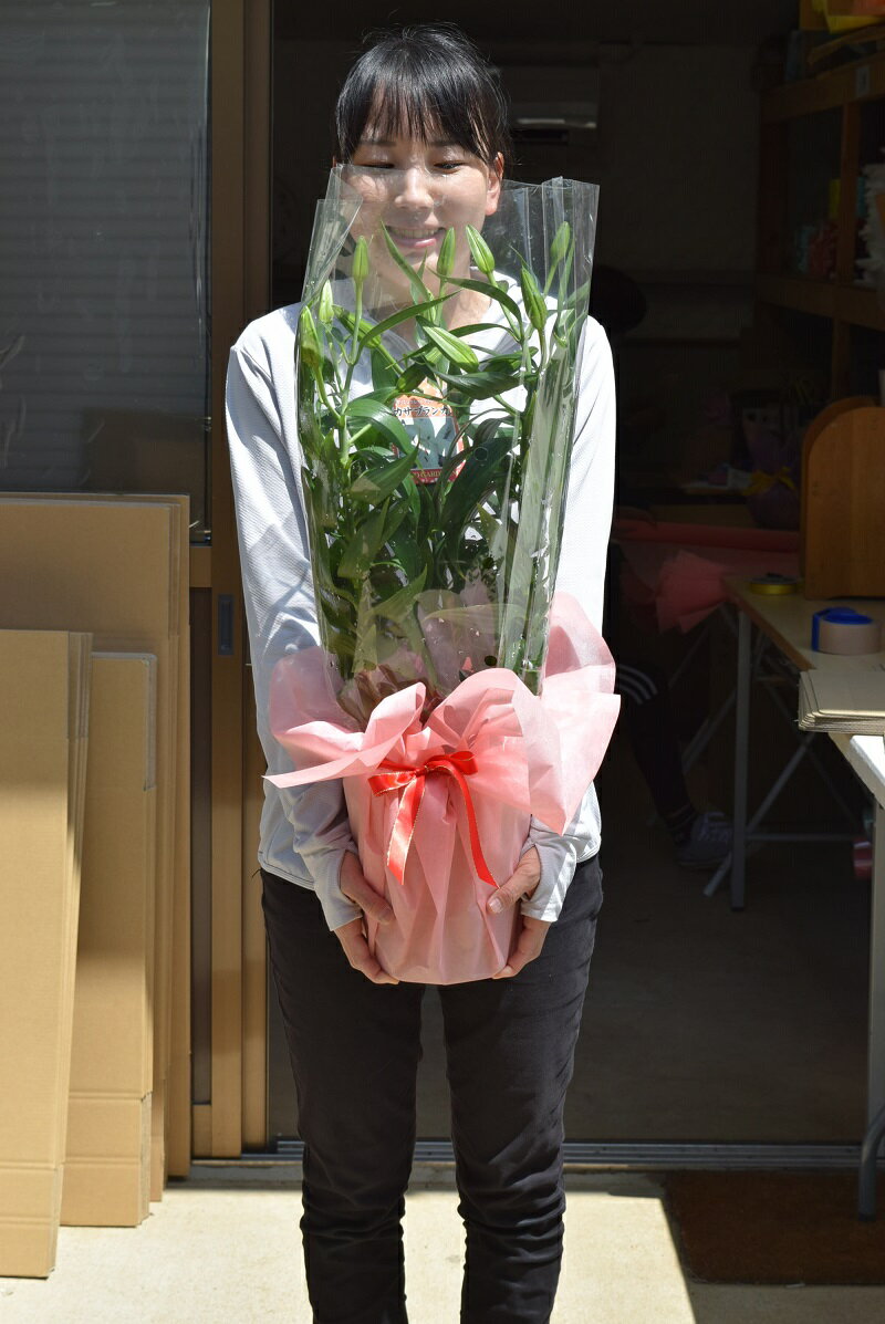 お買い得の鉢花お誕生日プレゼント自宅で楽しむ鉢植カサブランカ2026年5月～6月の...