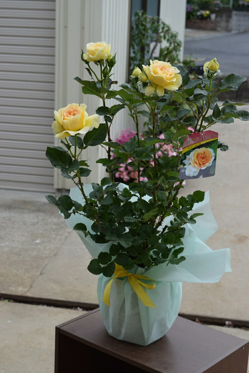 母の日プレゼントに幸あれ黄色の薔薇プレゼントに幸せの黄色いバラを母の日プレゼントに2026年5月頃開花【バラ鉢植え大苗】幸せの黄色のバラ　黄色いバラ　　テラコッタ鉢入り