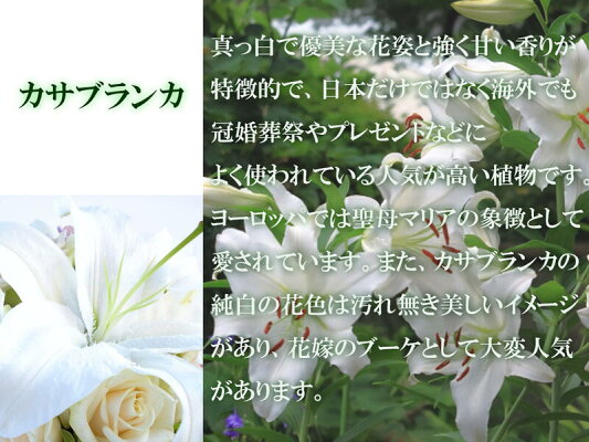 楽天市場 3本仕立 21年開花終了後の鉢植えカサブランカ育てて咲かすカサブランカ現三本仕立て開花まで育てて咲かすカサブランカ 園芸百貨店何でも揃うこぼんさい 楽天市場 3本仕立 21年開花終了後の鉢植えカサブランカ育てて咲かすカサブランカ現三本仕立て開花まで育てて咲かすカサブランカ 園芸百貨店何でも揃うこぼんさい