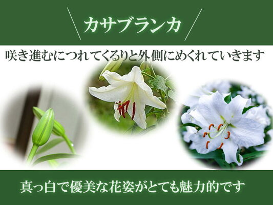 楽天市場 21年父の日ギフト お届けは6月カサブランカプラ鉢植え贈り物に ユリ カサブランカ 鉢植 お届けの際6月頃カサブランカ は蕾の状態です 園芸百貨店何でも揃うこぼんさい 楽天市場 21年父の日ギフト お届けは6月カサブランカプラ鉢植え贈り物に ユリ カサブランカ 鉢植 お届けの際6月頃カサブランカ は蕾の状態です 園芸百貨店何でも揃うこぼんさい