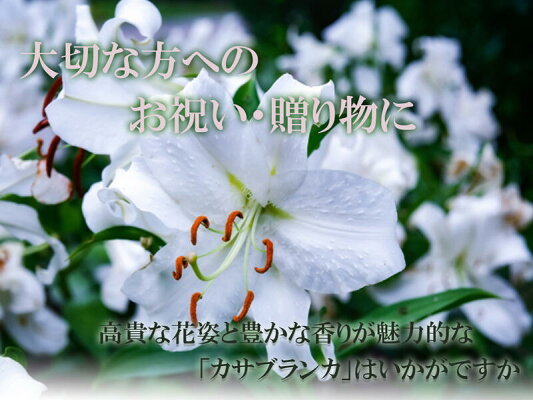 楽天市場 3本仕立 21年開花終了後の鉢植えカサブランカ育てて咲かすカサブランカ現三本仕立て開花まで育てて咲かすカサブランカ 園芸百貨店何でも揃うこぼんさい 楽天市場 3本仕立 21年開花終了後の鉢植えカサブランカ育てて咲かすカサブランカ現三本仕立て開花まで育てて咲かすカサブランカ 園芸百貨店何でも揃うこぼんさい