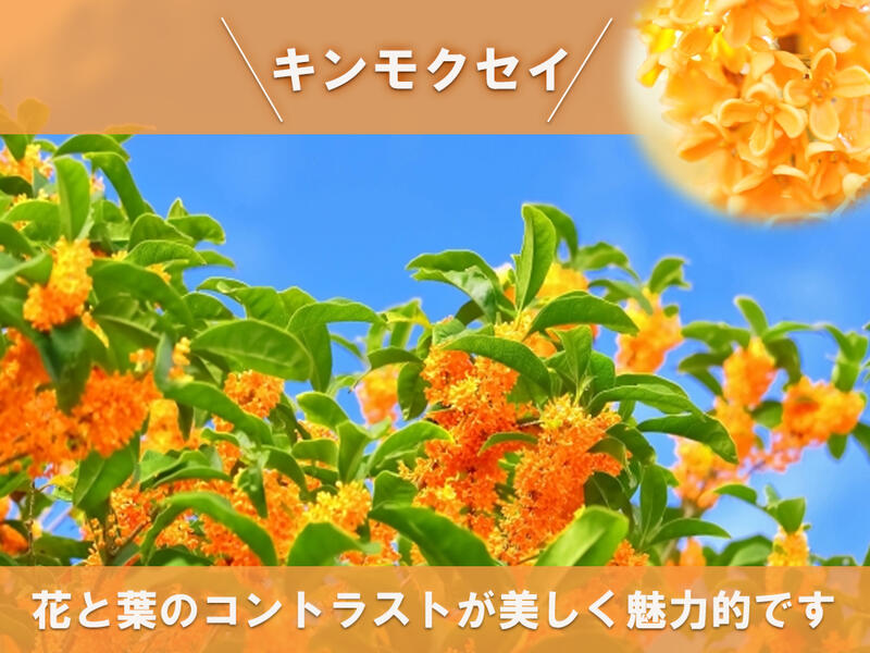 楽天市場 キンモクセイ 金木犀 鉢植 小 季節を香りで感じる 鉢植え金木犀 園芸百貨店何でも揃うこぼんさい