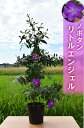 2025年10月頃から発送予約商品11月頃開花花芽付き ノボタンリトルエンジェル 苗木 花色が紫からピンクに変化する美しい野牡丹ですめずらしいノボタン別名サンシ...