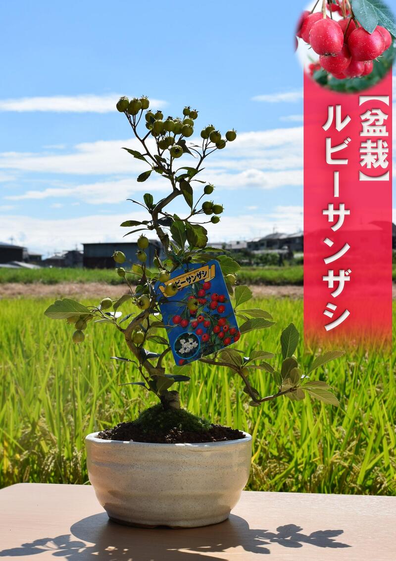 楽天市場】さんざし(盆栽|花・観葉植物):花・ガーデン・DIY 楽天市場】さんざし(盆栽|花・観葉植物):花・ガーデン・DIY