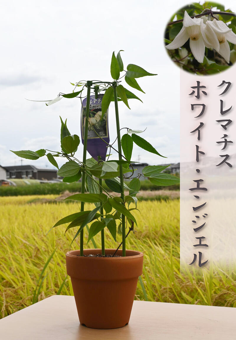 クレマチス ホワイト・エンジェル コンナータ系 冬咲き 常緑クレマチス鉢 素焼き鉢入りのサムネイル