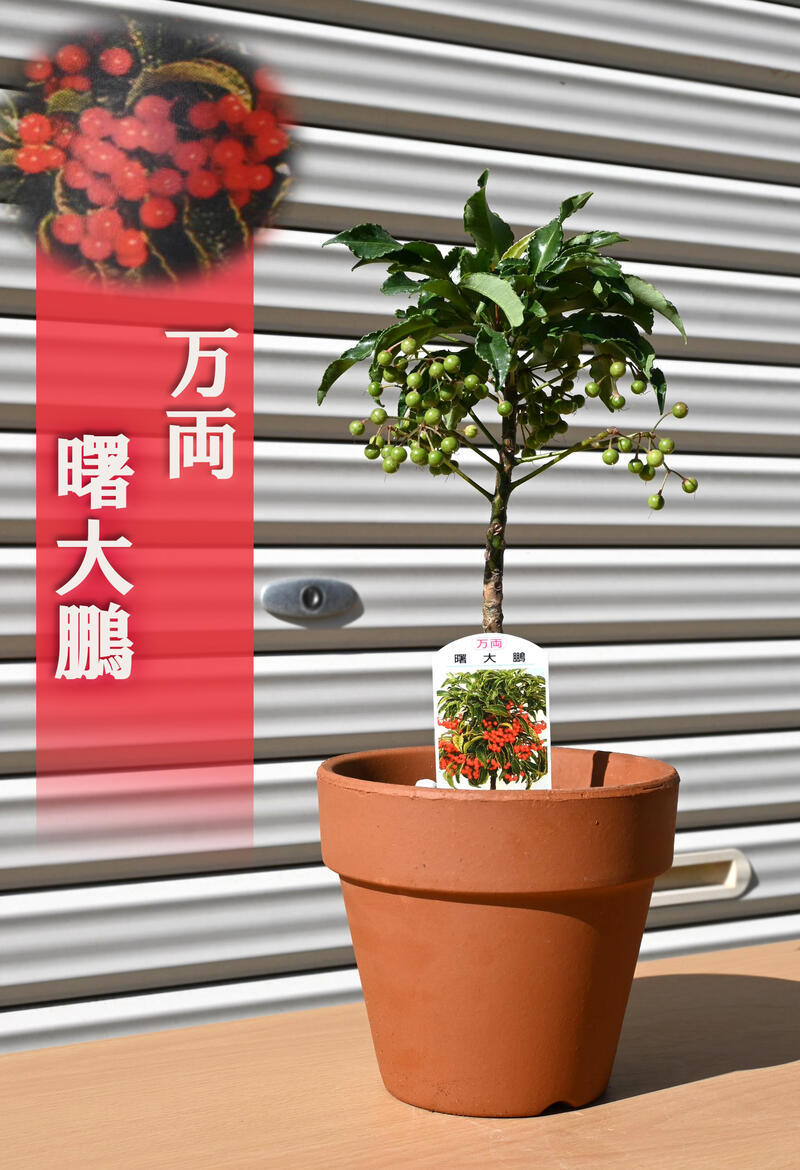万両 曙大鵬 万両鉢植え 素焼き鉢入り 縁起物
