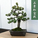 現品 五葉松盆栽 B3 本格五葉松盆栽 2021年12月16日撮影