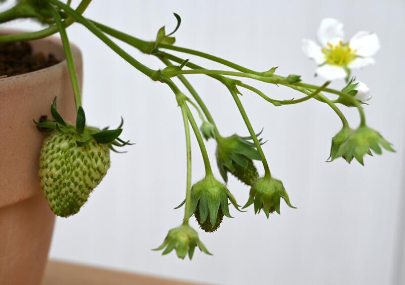 2026年楽しいいちご育てて食べるイチゴ いちご お誕生日 贈り物 苺 プラ鉢入り　　...