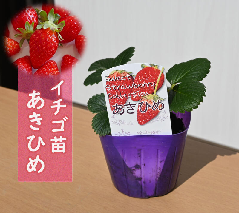 楽天市場】章姫 苗の通販 楽天市場】章姫 苗の通販