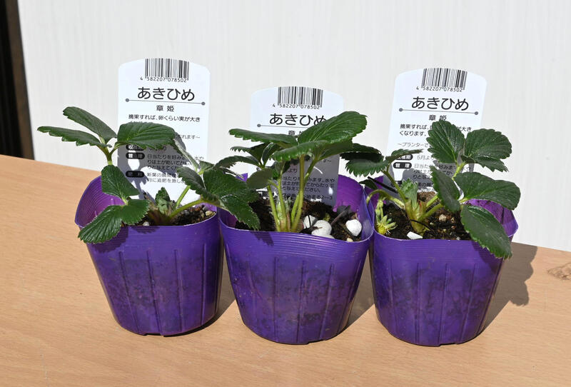 2025年イチゴ苗 あきひめ 3本セット いちご 章姫 苺
